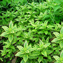 Kalimeris yomena 'Fuji Snow� (variegata)