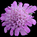 Knautia dipsacifolia