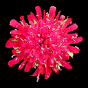 Knautia macedonica 'Mars Midget'