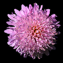 Knautia macedonica 'Melton Pastels'