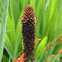 Kniphofia brachystacha
