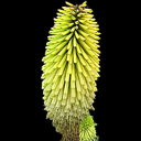 Kniphofia citrina
