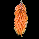 Kniphofia galpinii Hyb