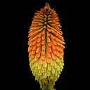 Kniphofia linearis