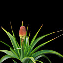 Kniphofia northiae ex Archibald