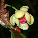 Kadsura japonica 970337