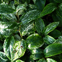 Kadsura japonica 'Chirifu'