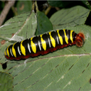 Karwinskia sp