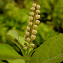 Keiskeia japonica v hondoensis