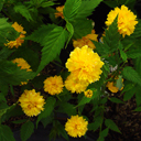 Kerria japonica flora plena