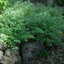 Kerria japonica variegata Prostrate Form