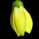 Kirengeshoma palmata