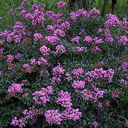 Lagerstroemia x 'Chickasaw'