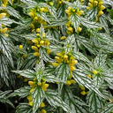 Lamiastrum galeobdelon 'Herman's Pride'
