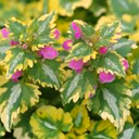 Lamium maculatum 'Anne Greenway'
