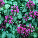 Lamium maculatum 'Purple Dragon'