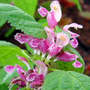 Lamium orvala