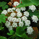 Laserpitium siler