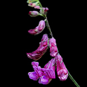 Lathyrus niger