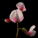 Lathyrus vernus alboroseus