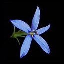 Laurentia (isotoma) fluviatialis