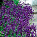 Lavandula angustifolia Hidcote Superior