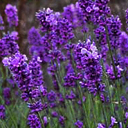 Lavandula 'Pastor's Pride'