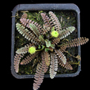 Leptinella perpusilla