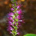 Leucosceptrum stellipillum