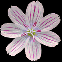 Lewisia columbiana columbiana