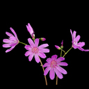 Lewisia columbiana rupicola