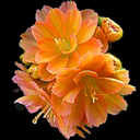 Lewisia cotyledon hyb. Praline