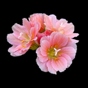Lewisia cotyledon hyb. Regenbogen
