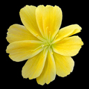 Lewisia cotyledon Sunset