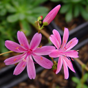 Lewisia hyb. 'George Henley'