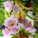 Lewisia 'Norma Jean'