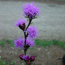 Liatris aff. ligulistylis/scariosa Monarch Strain