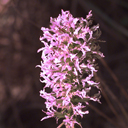Liatris elegans
