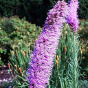 Liatris pycnostachya