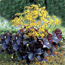 Ligularia dentata 'Brit-Marie Crawford'