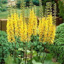 Ligularia stenocephala 'The Rocket'