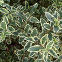 Ligustrum sinensis �Variegatum�