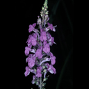 Linaria purpurea Cannon J Want