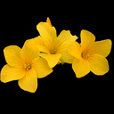 Linum tauricum