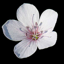 Linum tenuifolium