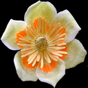 Liriodendron tulipifera