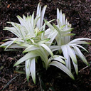 Liriope muscari �Okina�