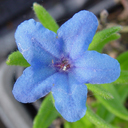 Lithodora diffusa 'Heavenly Blue'