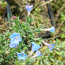 Lithodora hispidula