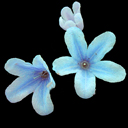 Lithodora zahnii